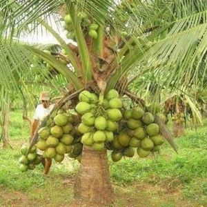 Meet your Posher, Viveros